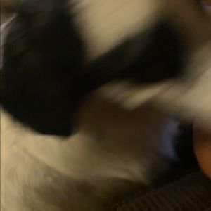 Meet your Posher, Angelo